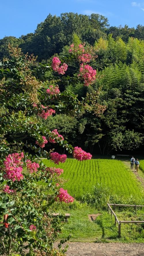 7田添-谷戸山公園の夏を代表する「百日紅」と稲田s-PXL_20260807_231038837.MP
