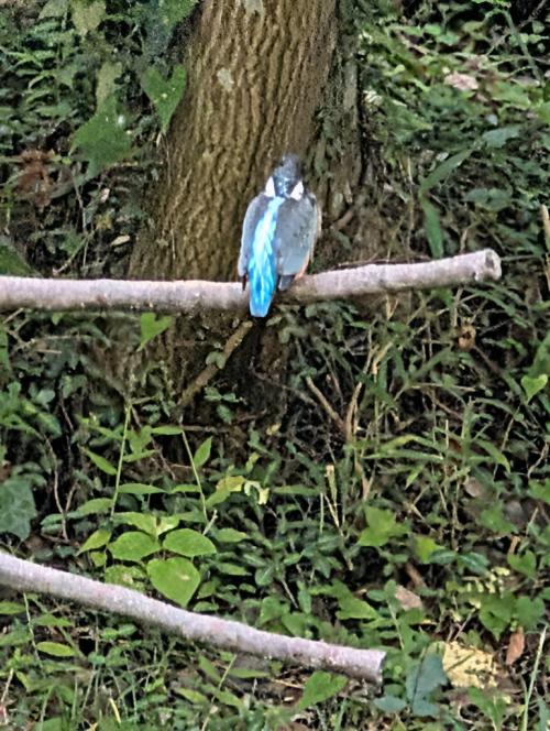 5-1田添-谷戸山公園の池の近くで見かけた　「珍しいカワセミ」s-PXL_20260913_232501218