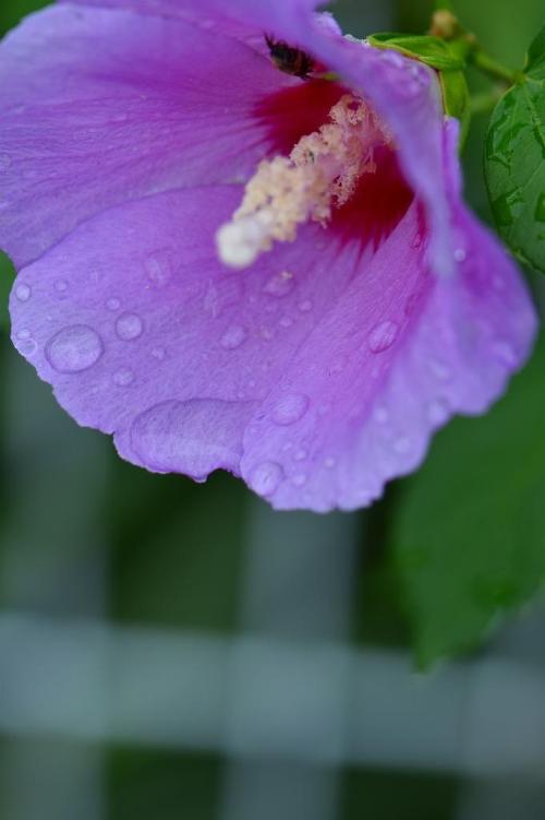 2野村－雨宿りs-DSC_0084