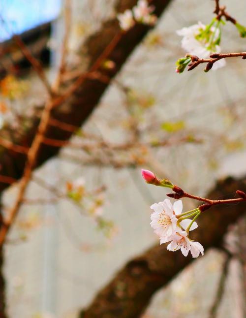 2勝田ｓ-0IMG_002十月桜