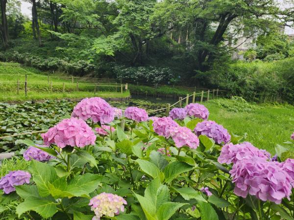 8-佐藤-薬師池公園の紫陽花1718355645840