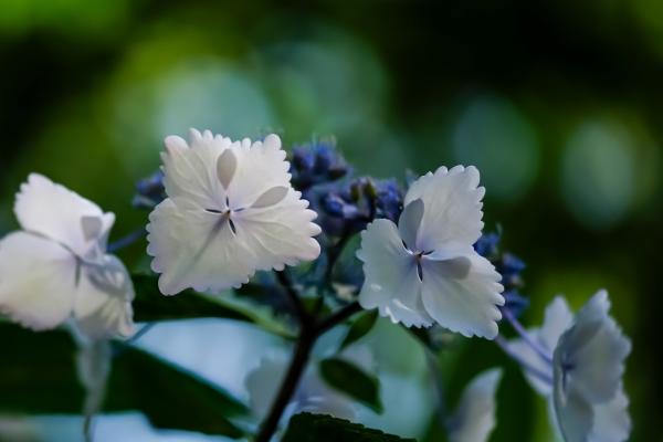 4①小澤ー木陰の紫陽花1