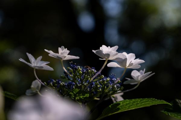 4②小澤ー木陰の紫陽花2