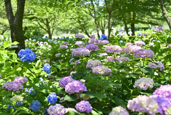 2福塚★ 紫陽花園