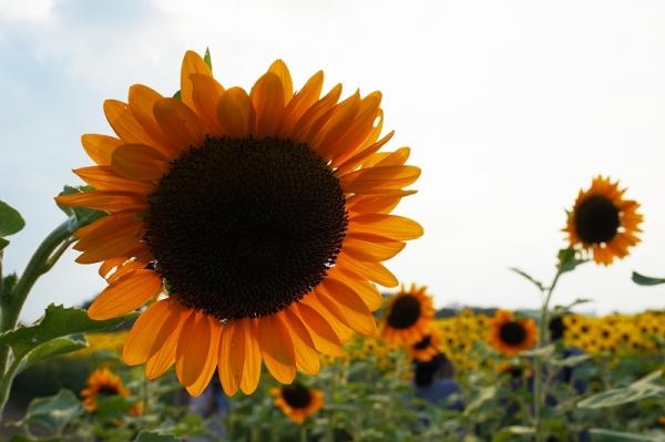 11野口-新夏の元気色