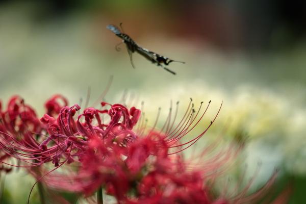 5「秋分の飛行」　岡　DSC_0198