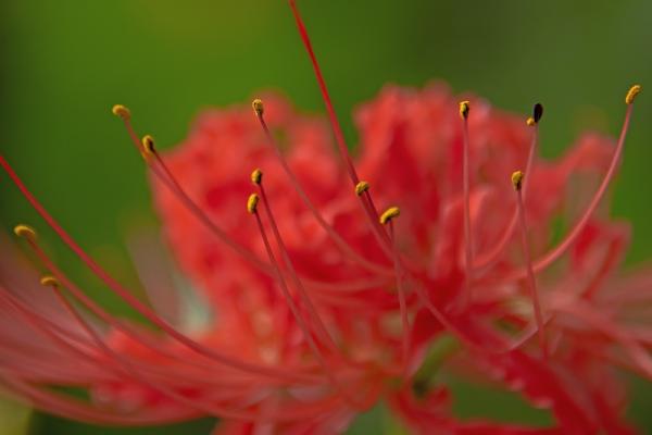 11坂本-秋華-_DSC8652-PN