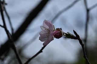 2-渋谷s-1冬桜