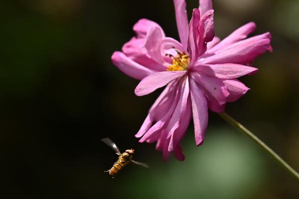 5s-DSC_12771－撮影者-池上－タイトル→蜜を求めて