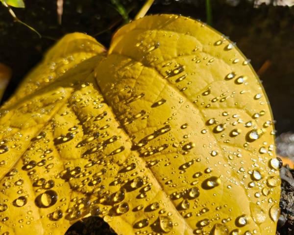 11-佐藤－雨上がりの公園１1732932333103