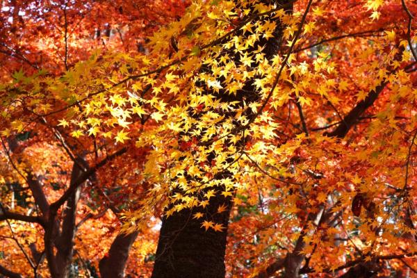 9－野口-城山の紅葉その２