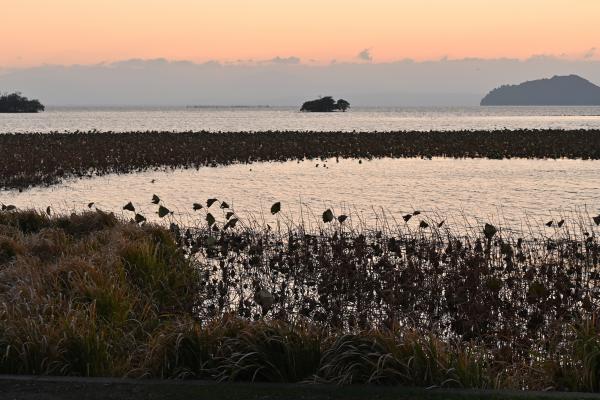 10DSC_2392--1→撮影者→池上→タイトル→冬枯れの蓮_