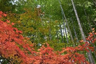 1-渋谷-s-1竹林と紅葉