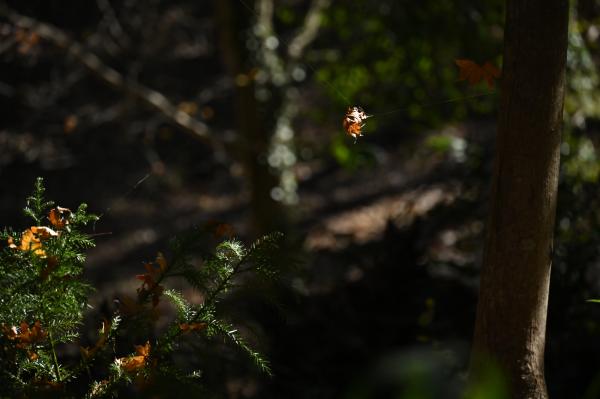 6DSC_4196-1→撮影者→池上→タイトル→宇宙遊泳