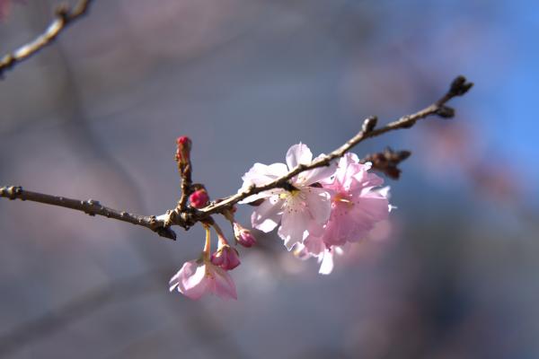 ７-野口-十月桜