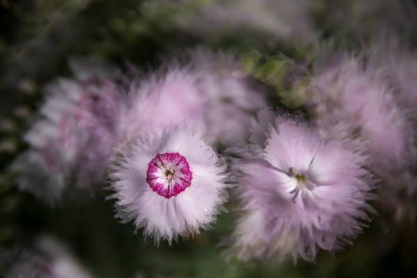 2坂本-春華1-s-_DSC4277-PN