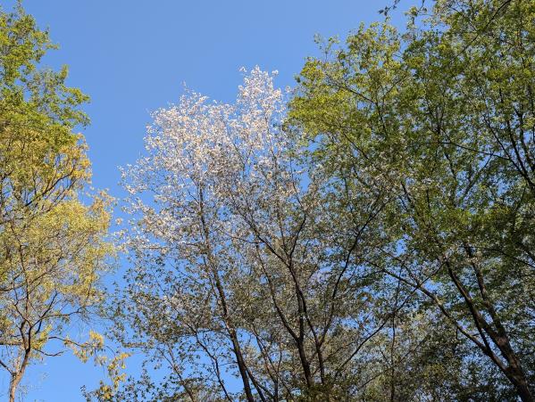 5-田添-1桜から新緑へ