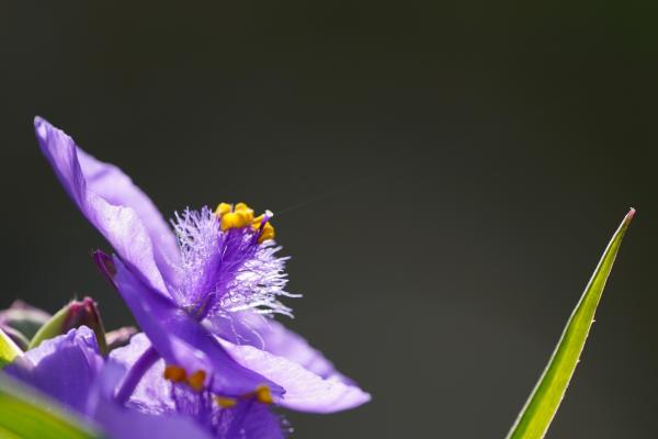 9朝露を待つ