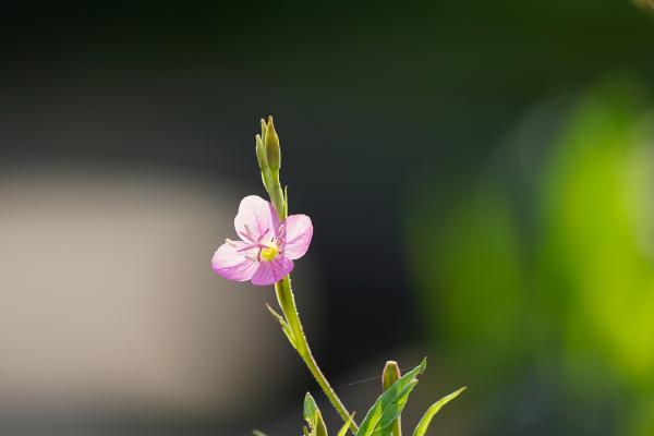 9琉球月見草