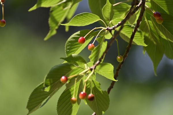 4-渋谷-s-1　桜の実