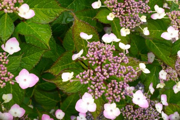 12-野口-紫陽花1