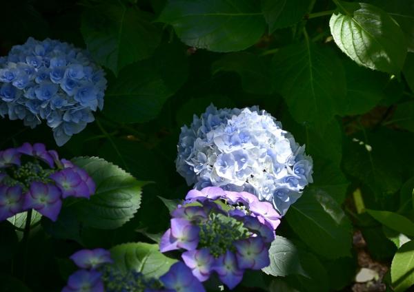 1福塚● 紫陽花 B
