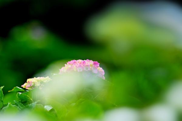 9「緑風を受けて」　岡　s-DSC_7000