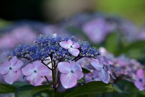 9「輪」　岡　　s-②DSC_7125