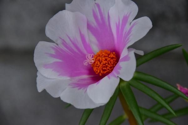 4野村－夏の先駆けs-DSC_0013