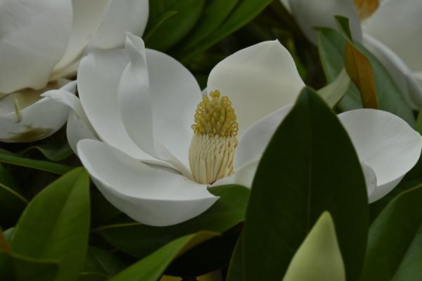 5s-_DSC1771-1→撮影者→池上→タイトル→香り華