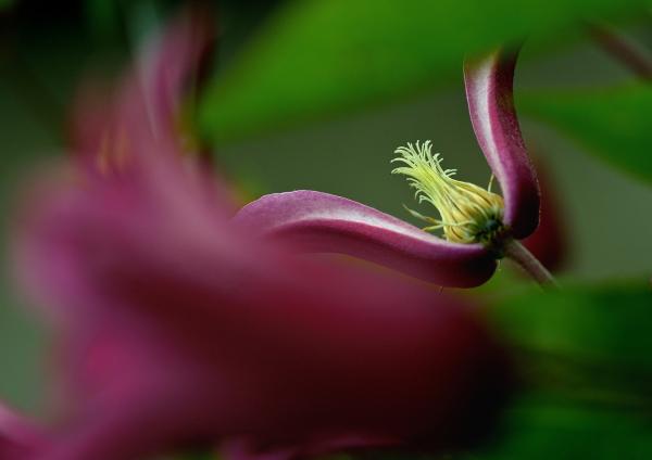 10開花 - 岡　s-DSC_6927