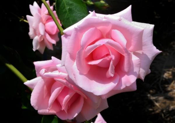 1福塚★ 薔薇-A