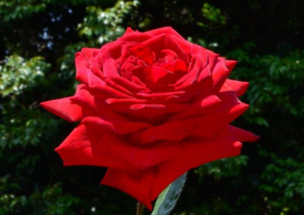 1福塚★ 薔薇-B