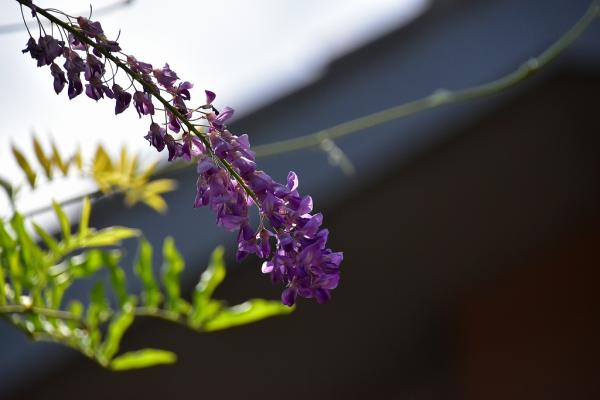 1-1野村－真夏でも、藤の花s-DSC_0066
