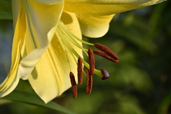 5s-_DSC299　1→撮影者→池上→タイトル→芳醇