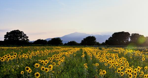 10ヒマワリの行進 - 岡　s-DSC_5923