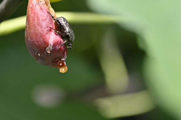 1s-_DSC36602-撮影者-池上－タイトル-虫の餌に