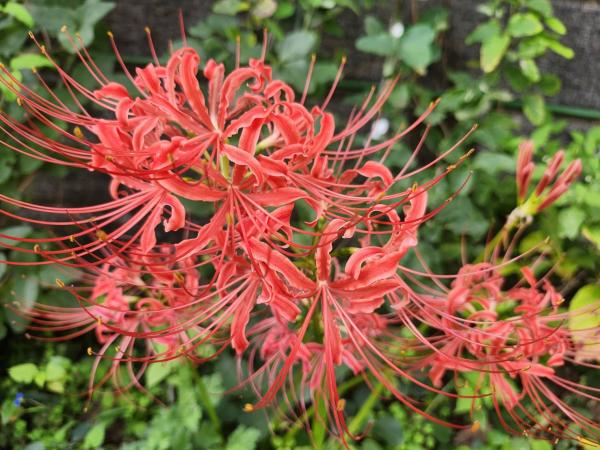 10-佐藤-秋の花
