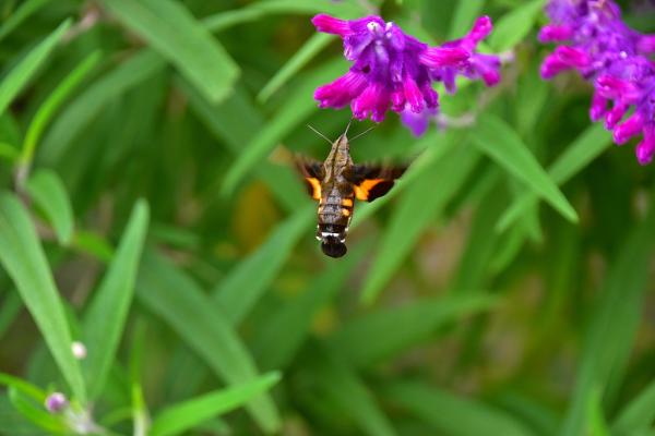 1野村－ホバリングs-DSC_0033