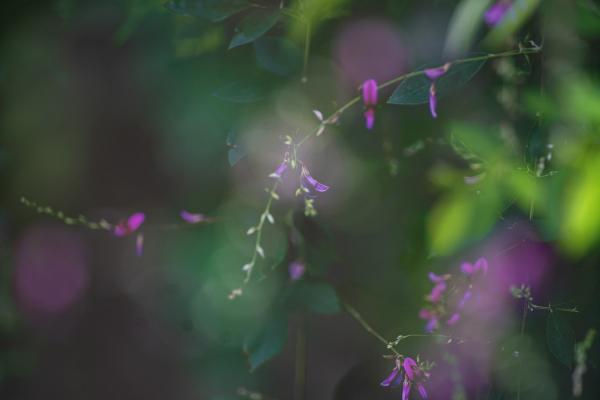 3武田－鎌倉円覚寺の萩