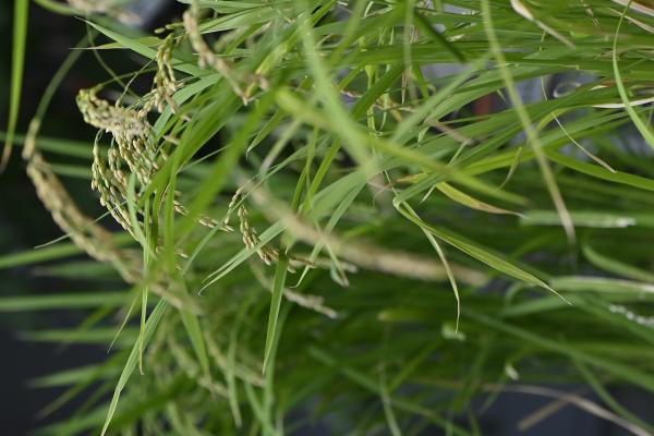 4s-_DSC3466-1→撮影者→池上→タイトル→もうすぐ収穫？