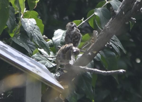 4s-_DSC3632_2→撮影者→池上→タイトル→食後のお化粧