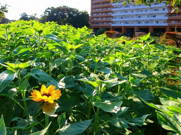 9勝田s-0IMG_0605-2冬の向日葵