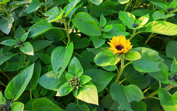 9勝田s-0IMG_0606-1冬の向日葵