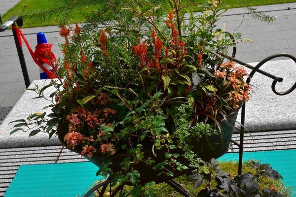 1野村－オータムフラワーs-DSC_0085