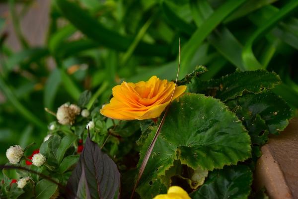 1野村－秋を想うバラs-DSC_0100