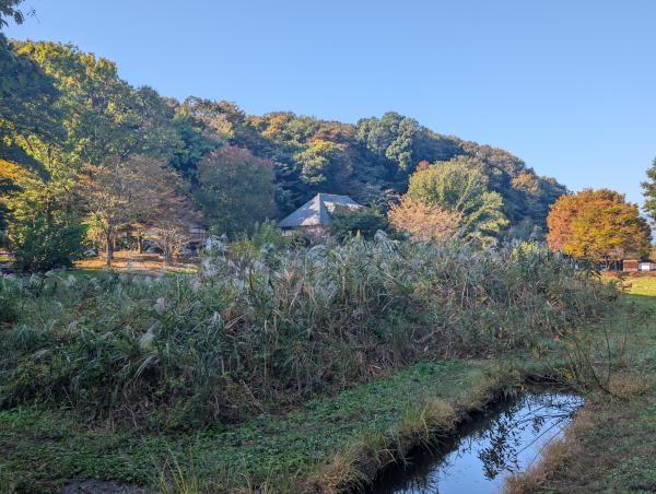 3-田添PXL_20251106_234823844　晩秋の谷戸山公園
