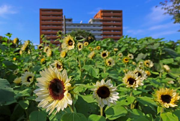7勝田s-冬のひまわり8IMG_0646-211