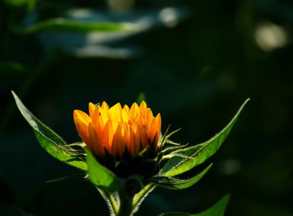 7勝田s-7P10冬のひまわり