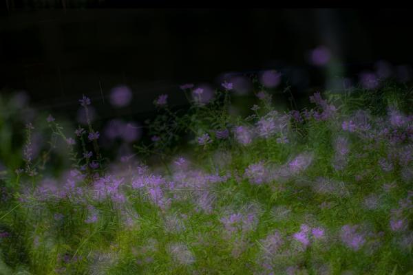 8武田－浄智寺秋の風情